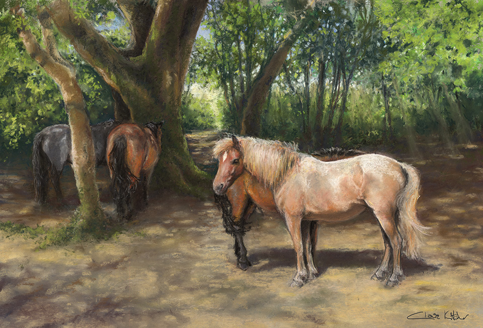 New Forest Ponies Shading in the Copse